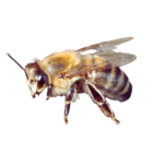 naša čebelica